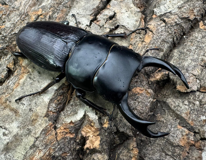 【WD】《ミンダナオパリーオオクワ  60mm ペア》