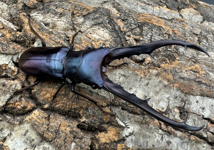 【美麗】即ブリ《メタリフェルホソアカ 75mm ペア》わたくわ氏ブリード個体