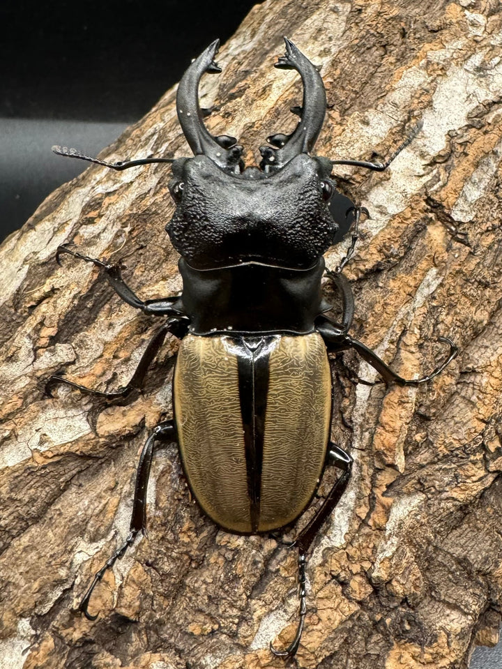 【WD】《ルデキンツヤクワガタ 70mm ペア》