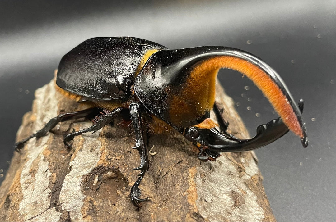 《サタンオオカブト 97mm ペア》