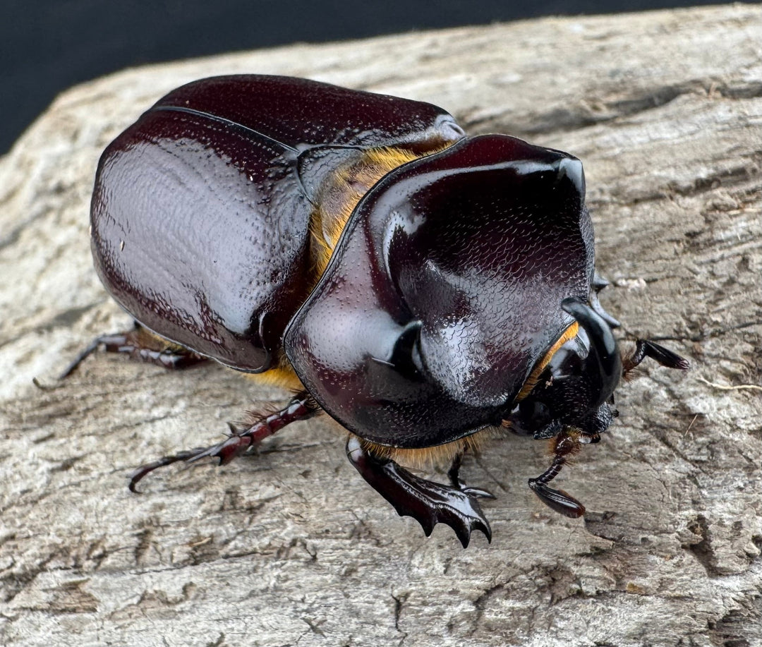 【WD】《クリイロムナコブサイカブト 33mm ペア》