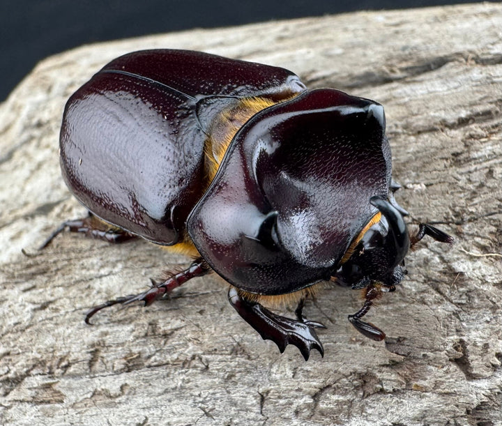 【WD】《クリイロムナコブサイカブト 33mm ペア》