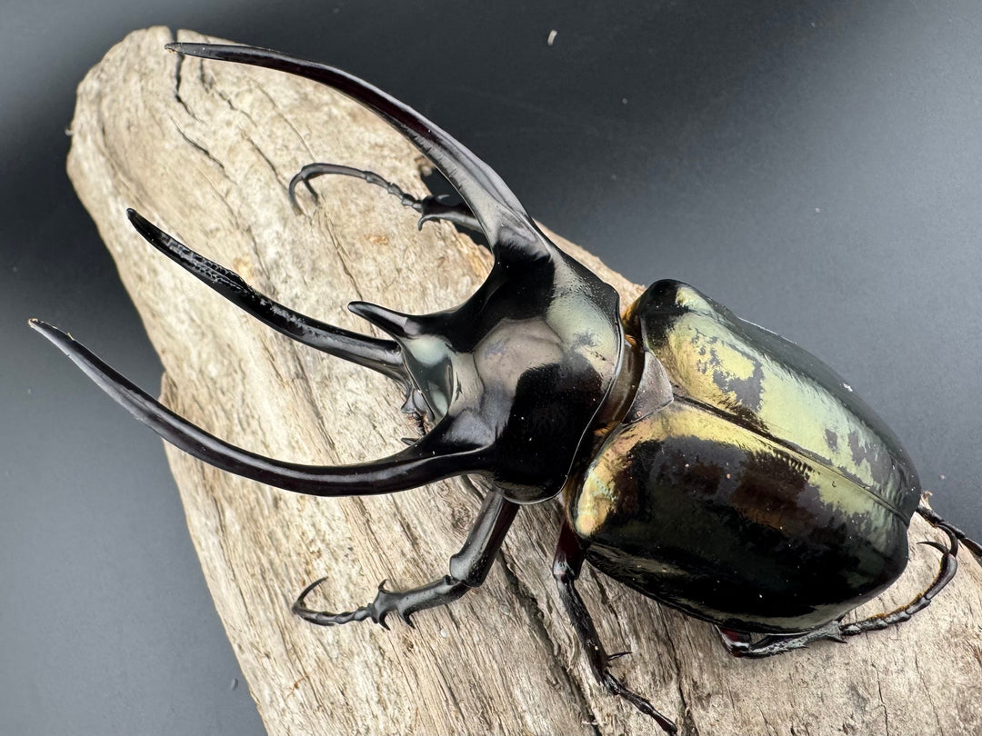 【WD】良型《ミンダナオアトラスオオカブト キダパワン産 96mm ペア》