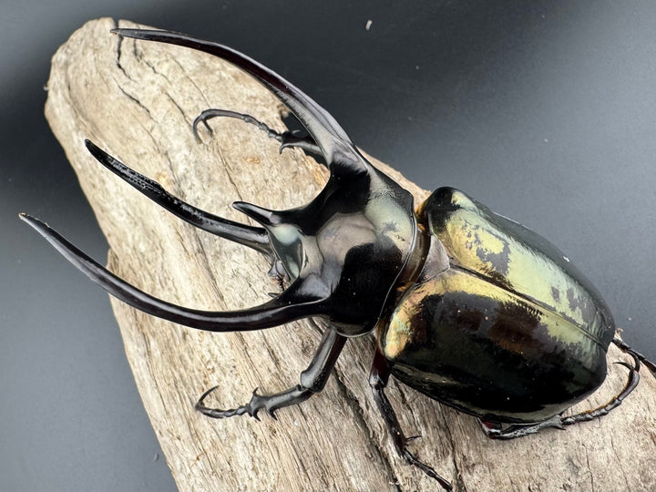 【WD】良型《ミンダナオアトラスオオカブト キダパワン産 96mm ペア》