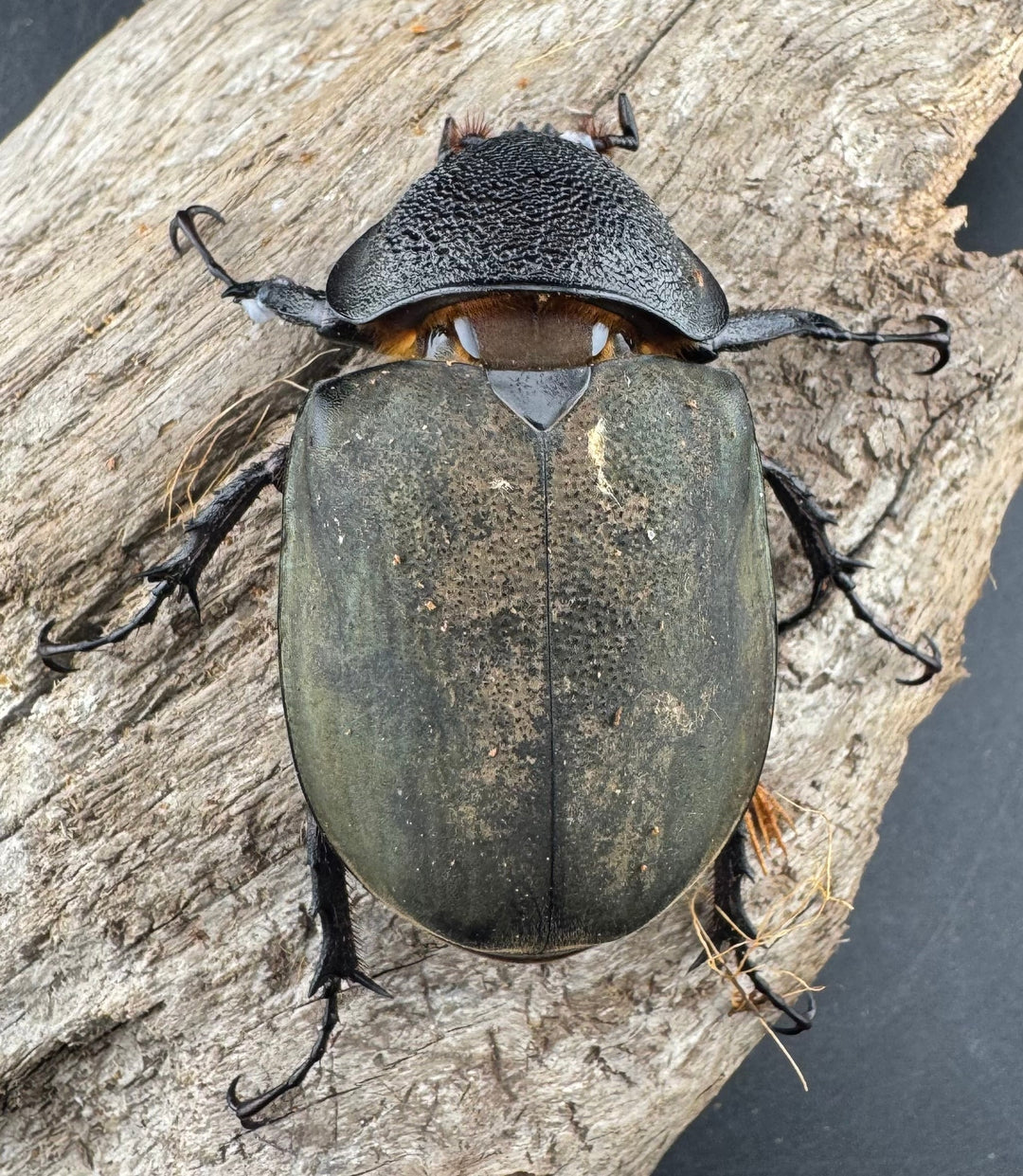 【WD】《ミンダナオアトラスオオカブト マラグサン産 97mm ペア》