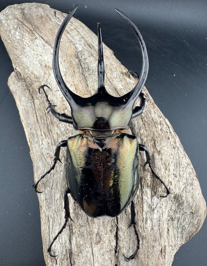 【WD】《ミンダナオアトラスオオカブト マラグサン産 98mm ペア》