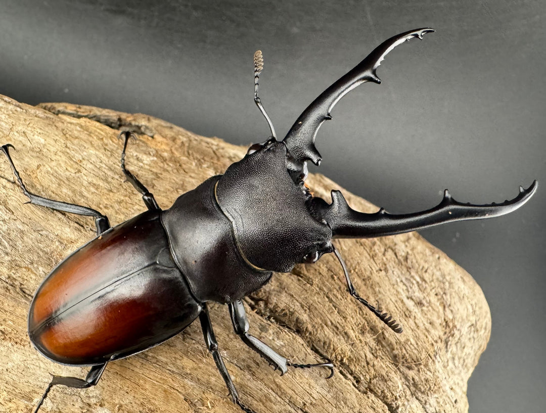 【WD】《ツカモトフタマタ 78mm ペア》