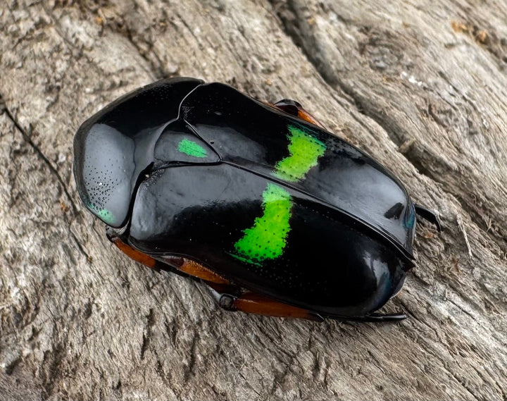 【WD】《ベルシコロールツヤカナブン ロハス産 ♀青系 ペア》