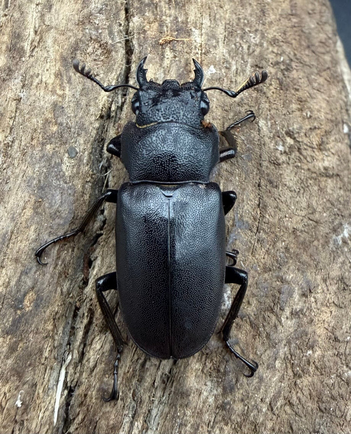《メタリフェルホソアカ亜種フィナエ パープル系 80.5mm ペア》