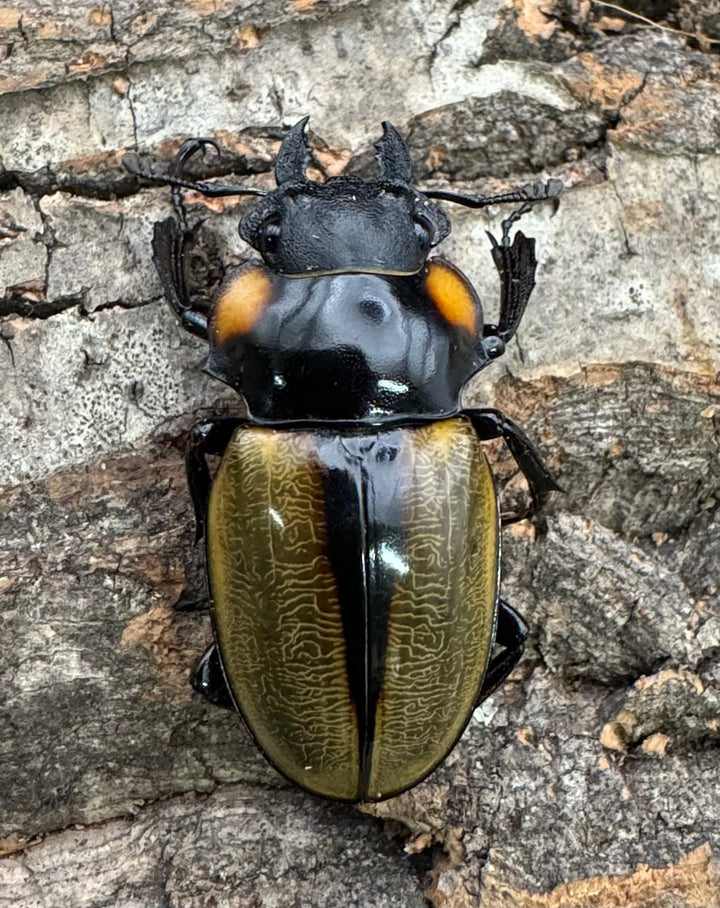 【WD】《ラコダールツヤクワガタ 76mm ペア》