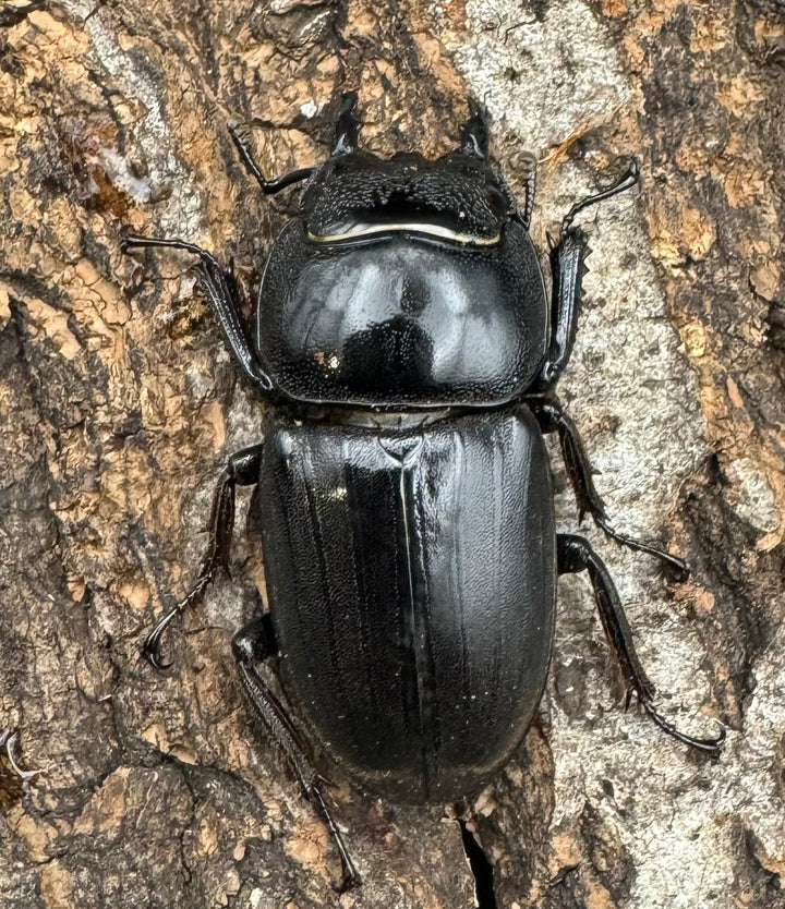 【WD】大型《ミンダナオヒラタ 93mmUP ペア》