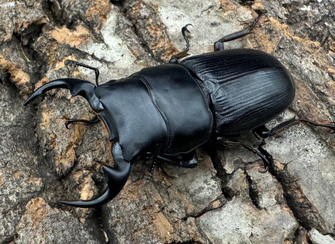 【WD】《ミンダナオパリーオオクワ  46mm ペア》