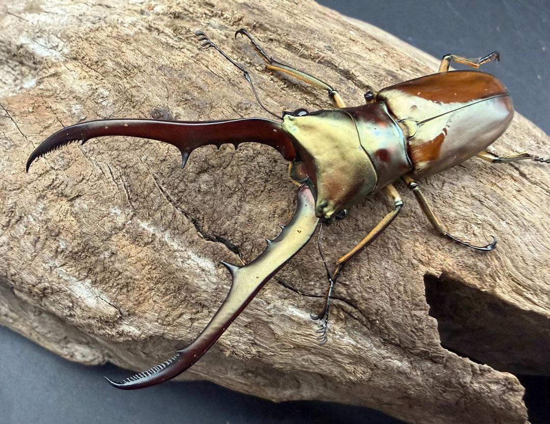 《メタリフェルホソアカ亜種サンギレンシス 72.5mm ペア》