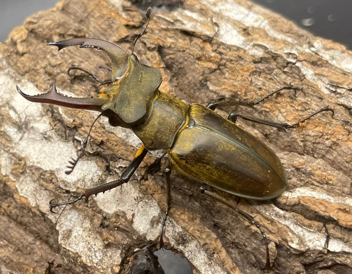 【WD】《ディルクミヤマクワガタ 48mm ペア》