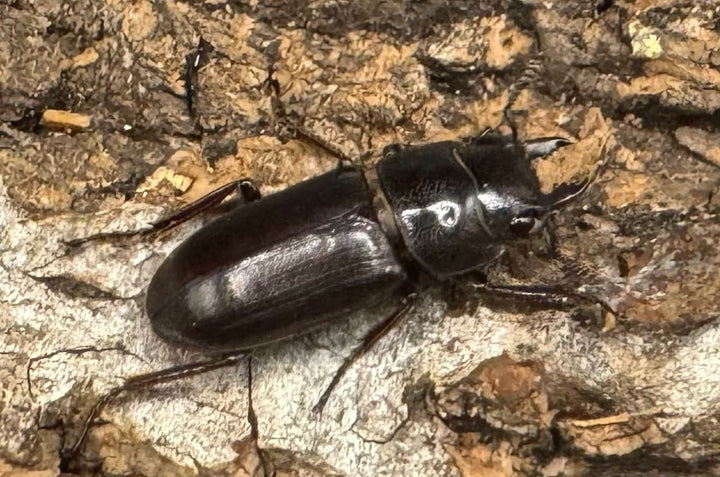 【WD】《パッサロイデスノコギリ Free ペア》