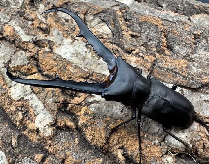 《メタリフェルホソアカ ブラックカラー 81mm ペア》