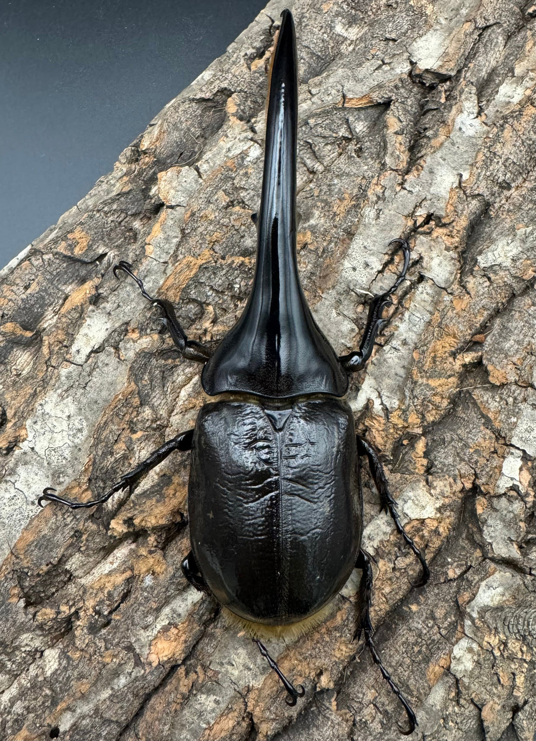 《ヘラクレス・ヘラクレス 139mm ペア》