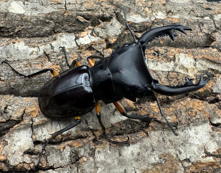 【WD】新産地《インペリアリスツヤ亜種komorii ロハス産 63mm ペア》