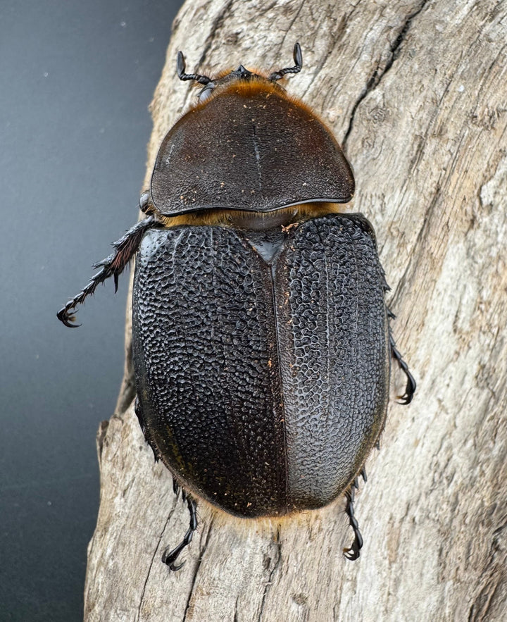 《 ヘラクレス・モリシマイ 煌血統アウトライン 110mm ペア》inohiro109氏ブリード個体