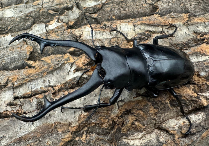 【WD】《ギラファノコギリ亜種ダイスケ ネグロス島産 91mm ペア》