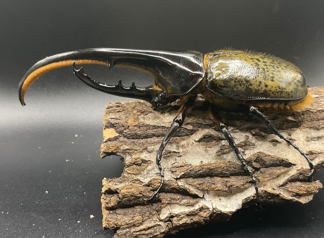 即ブリ《ヘラクレス・ヘラクレス 146mm ペア》