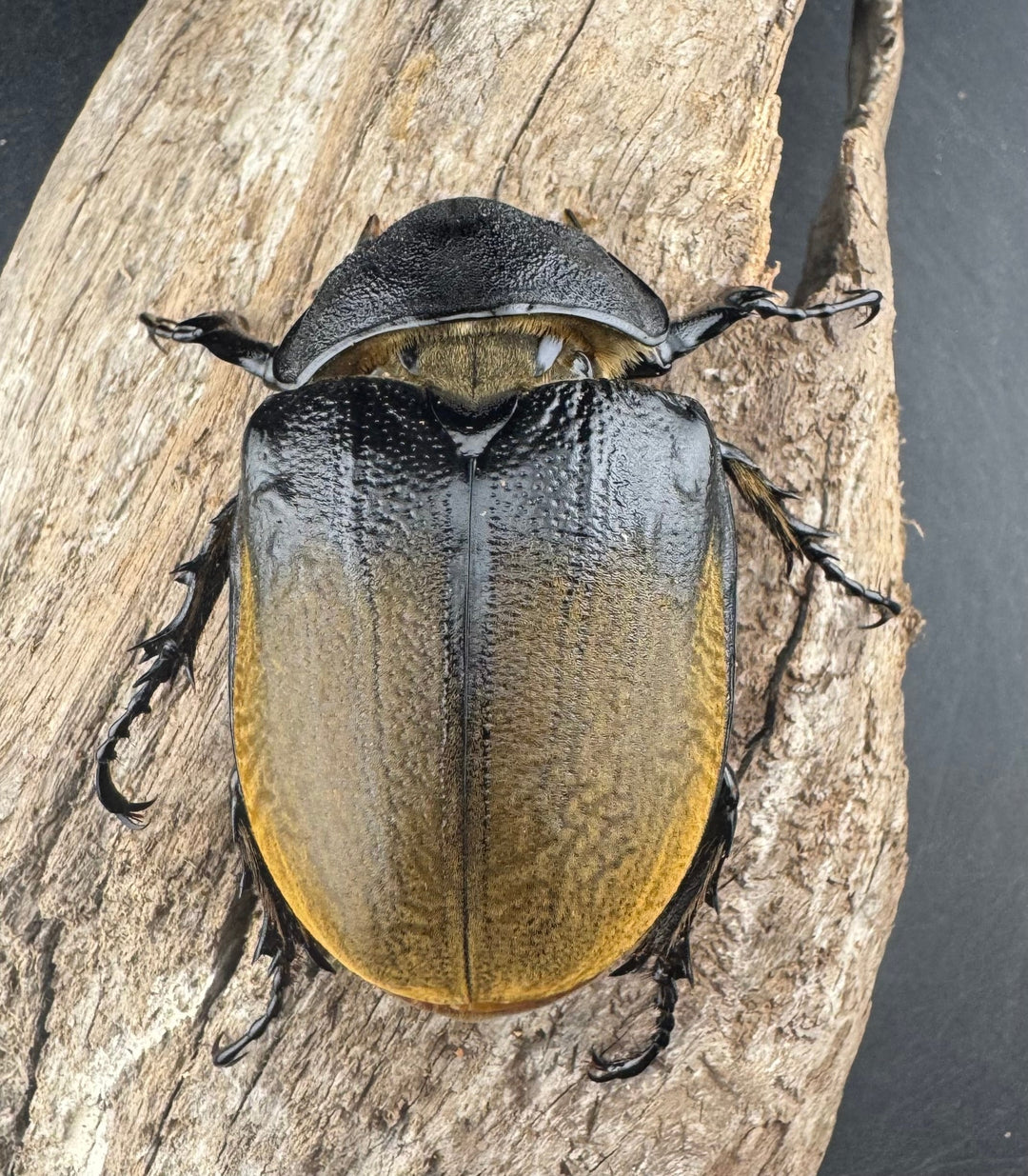 《エレファスゾウカブト 76.5mm ペア》