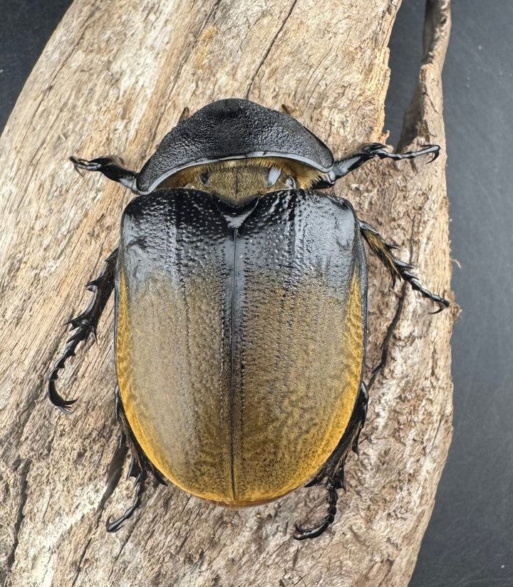 《エレファスゾウカブト 76.5mm ペア》