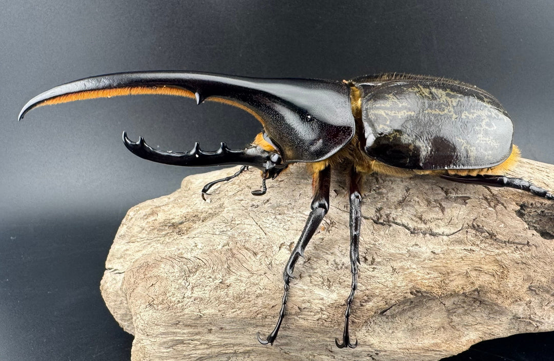 《ヘラクレス・ヘラクレス 130mm ペア》