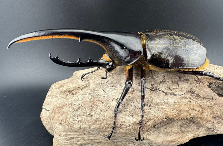 《ヘラクレス・ヘラクレス 130mm ペア》