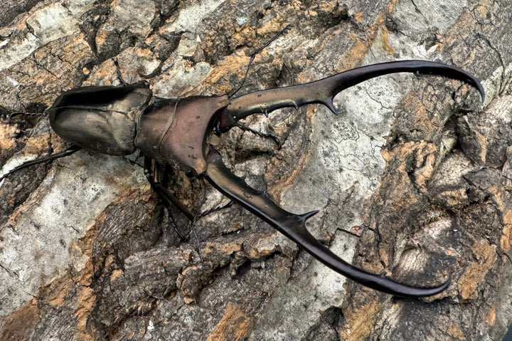 【WD】《メタリフェルホソアカ 85mm ペア》