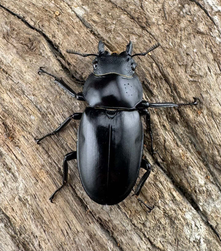 【WD】《アドゥンクスフタマタ ミャンマー北部亜種 52mm ♂♀♀トリオ》