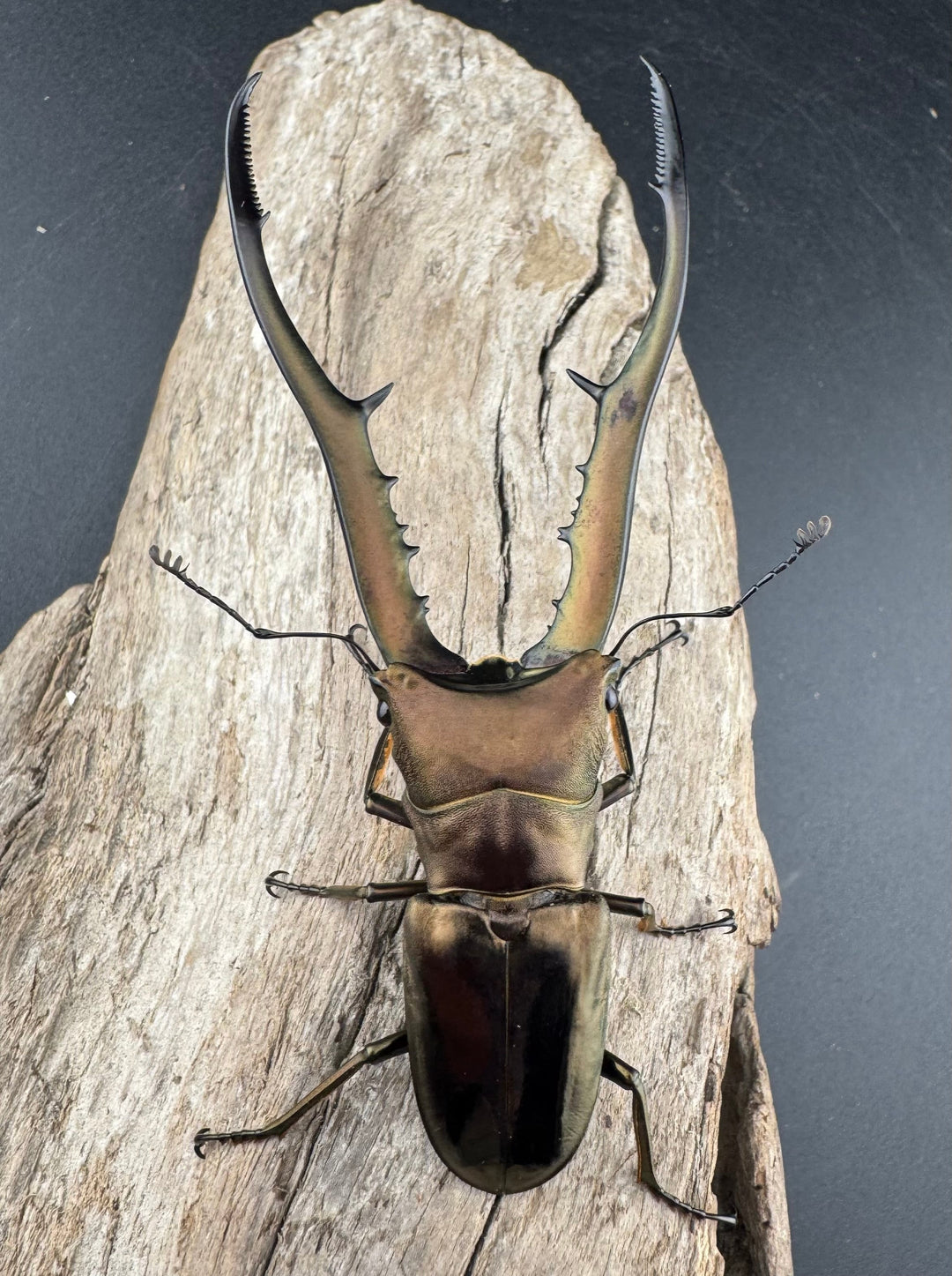 【WD】《メタリフェルホソアカ亜種finae 84.5mm ペア》