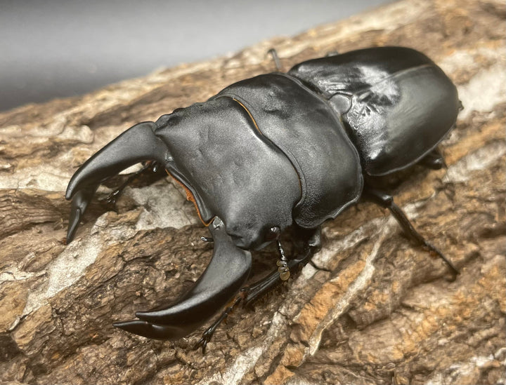 《ホペイオオクワガタ OMG血統 74mm ペア》