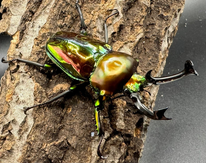 《ニジイロクワガタ 59mm ペア》