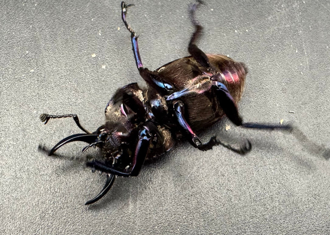 《ドウイロクワガタ Free ペア》inohiro109氏ブリード個体