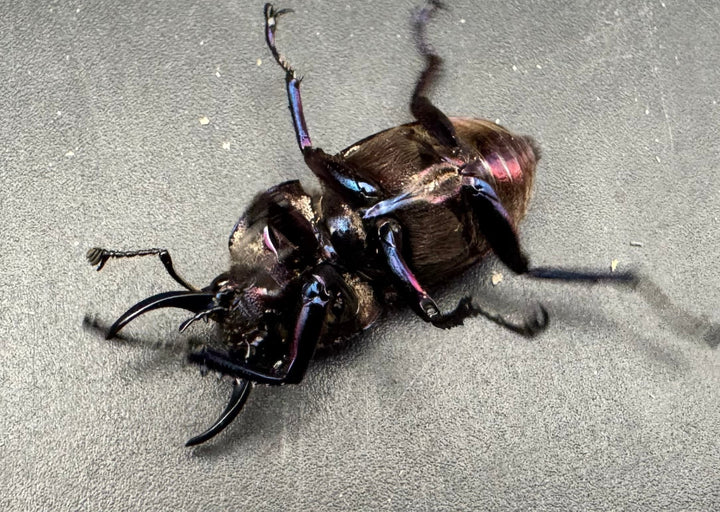 《ドウイロクワガタ Free ペア》inohiro109氏ブリード個体