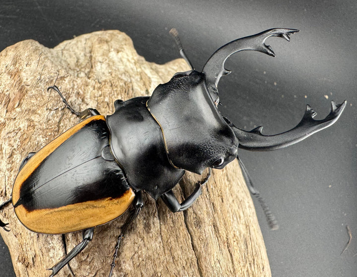 【WD】《クベラツヤ亜種sinensis バックカン産 87.5mm ペア》