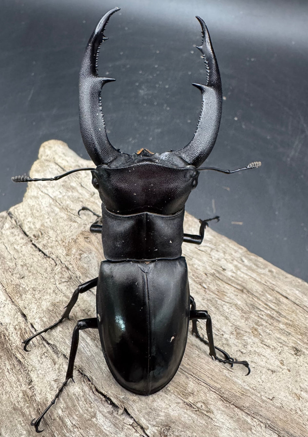 【WD】《マンディブラリスフタマタ 90mm ペア》