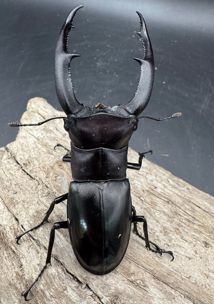 【WD】《マンディブラリスフタマタ 90mm ペア》