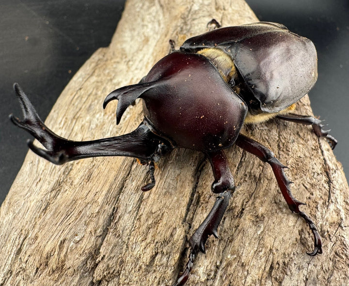 【WD】大型《国産カブトムシ 埼玉県産 Free ペア》