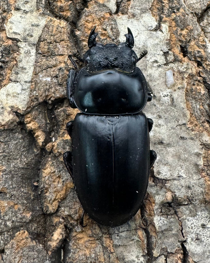 《インドアンタエウス サディア産 82mm ペア》