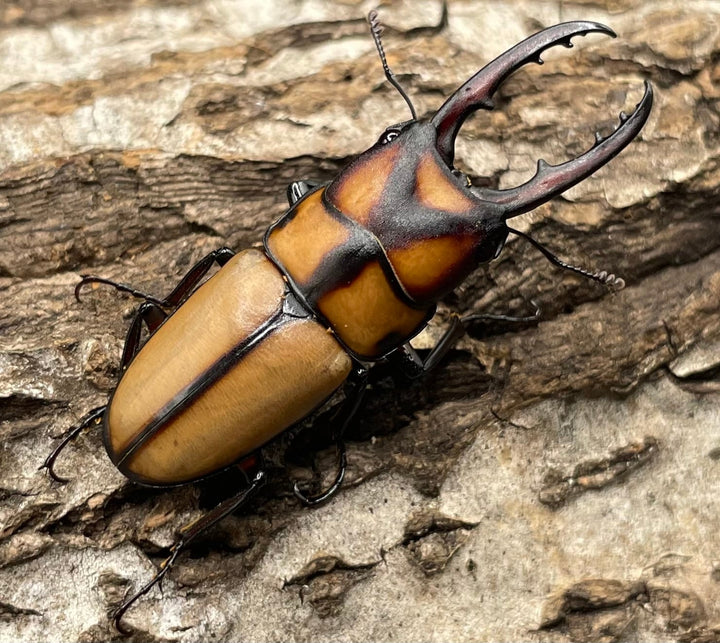 【WD】《スツラリスノコギリクワガタ 40mm ♂♀♀トリオ》