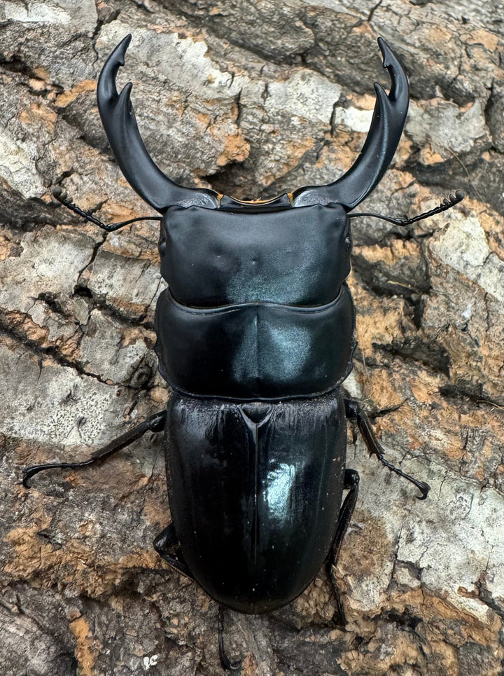 【WD】《ミンダナオパリーオオクワ 71.5mm ペア》