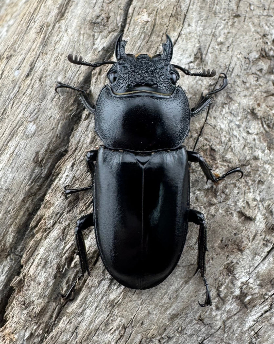 【WD】《スペキオススシカクワガタ 50mm ペア》