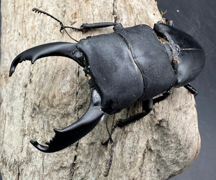 【WD】《西ペレンヒラタ（スラウェシオオヒラタ） 90.5mm ペア》