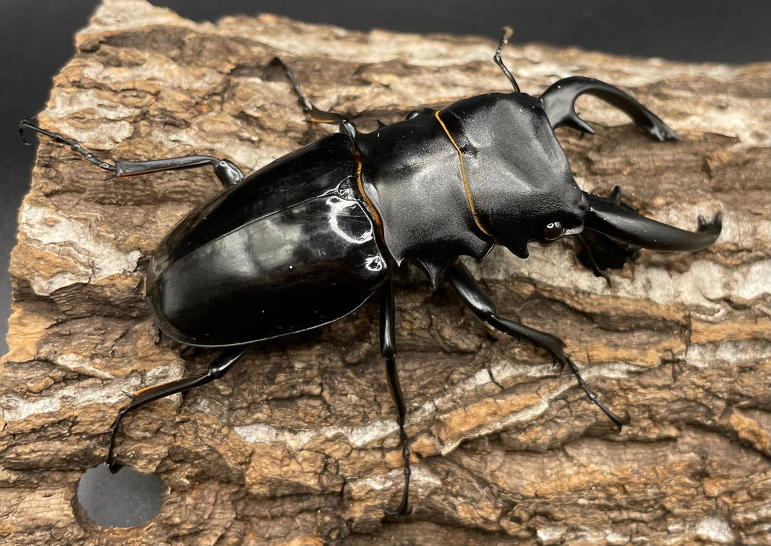 【WD】大型大歯《インターメディアツヤクワガタ 90mmUP ペア》