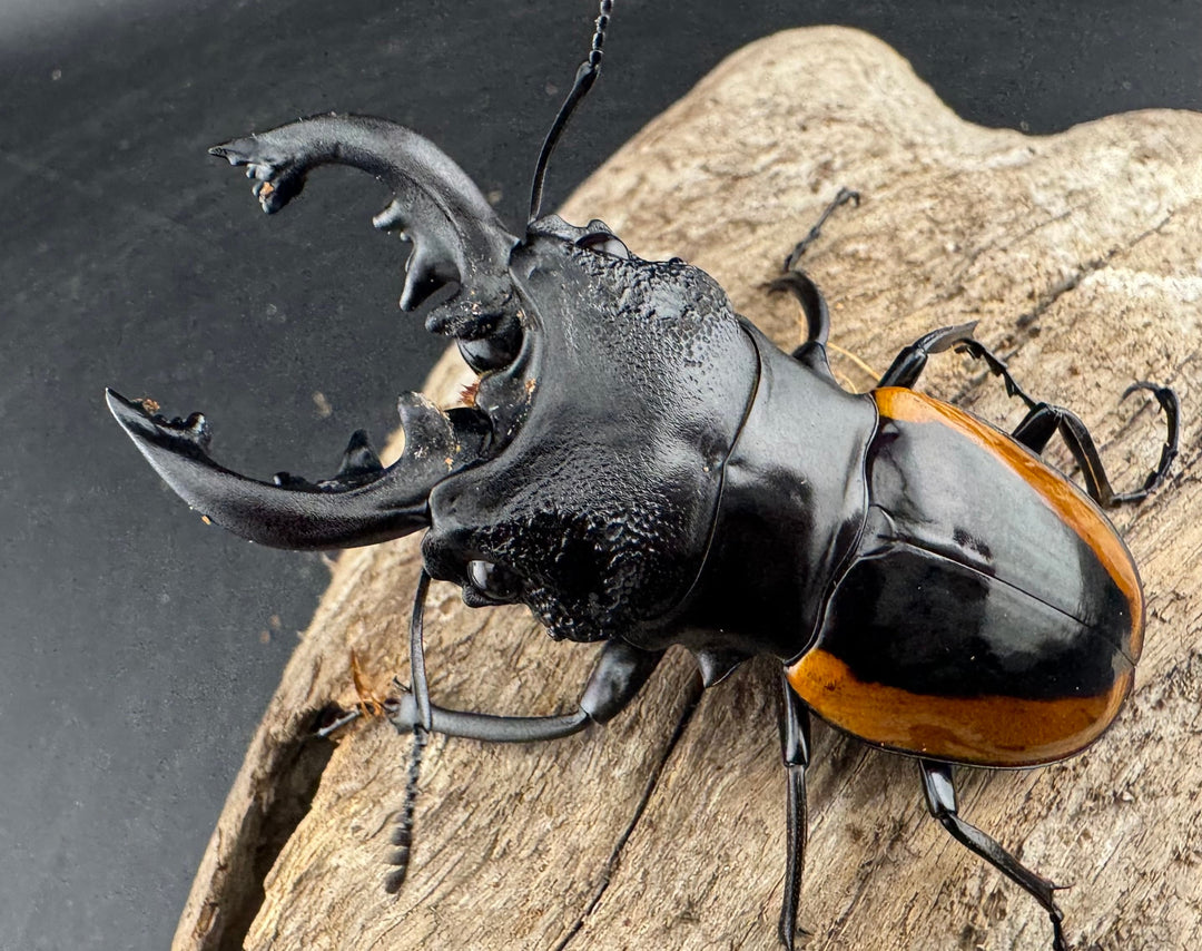 【WD】《ワラストンツヤクワガタ 69.5mm ペア》