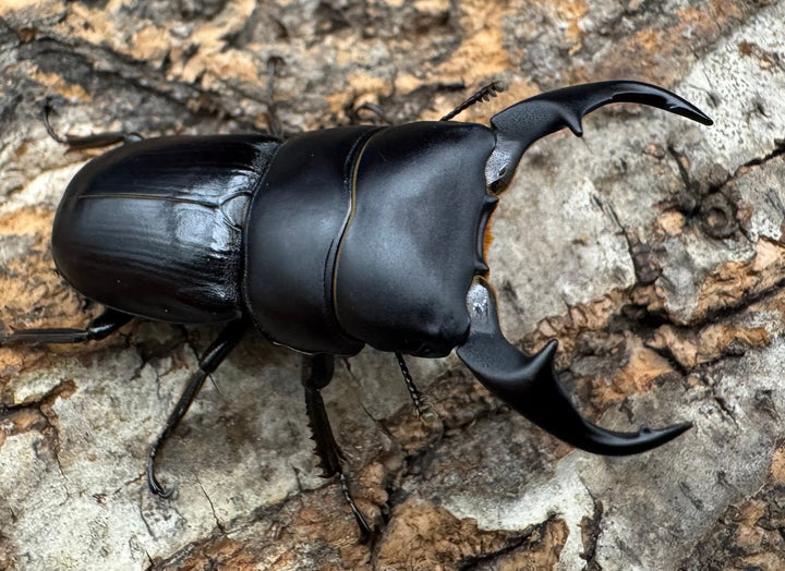 【WD】《ヒルティコルニス ssp. 44mm ペア》