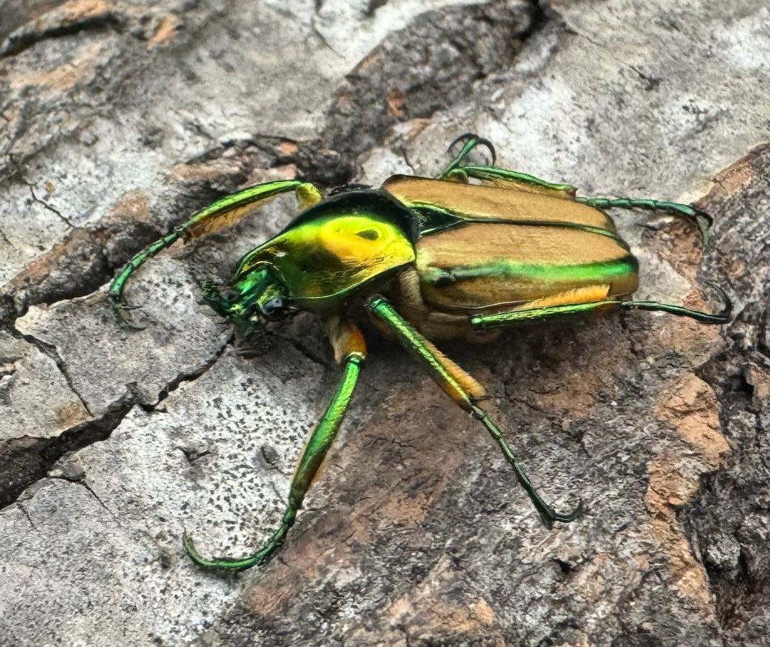 【WD】《ルマウィンヒメカブトハナムグリ ペア》