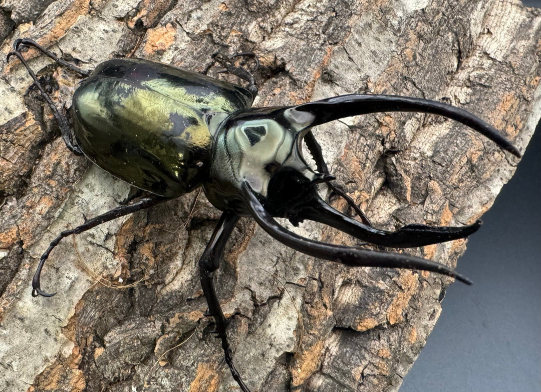 【WD】《ミンダナオアトラスオオカブト 92.5mm ペア》